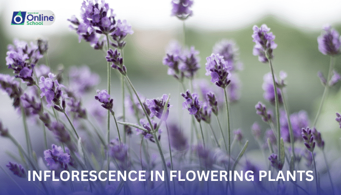 Lesson 18: Inflorescence in Flowering Plants